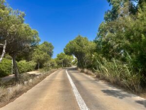 Camino asfaltado y sendero flanqueado por pinos mediterráneos en el Parque Natural de la Dehesa del Saler en Valencia.